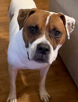Texas Immigration Lawyers Team - Jacklyn Mann's Otis